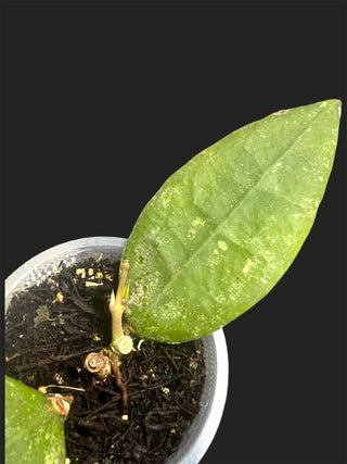 Hoya sp. Ko Chang island IML 1508 , Very Rare