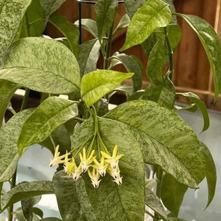 Hoya multiflora 'WonderPhil'