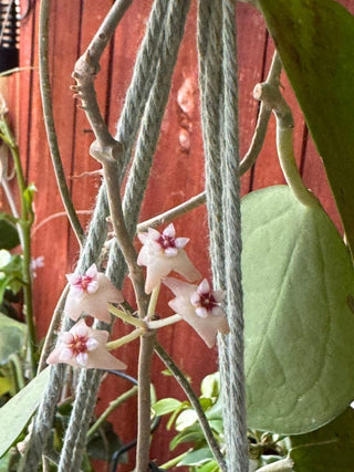 Hoya pottsii (Pink)