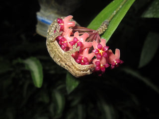 Hoya bordenii (Pure Species)