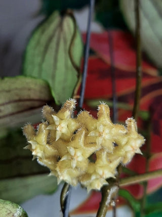 Hoya erythrina (Philippines)
