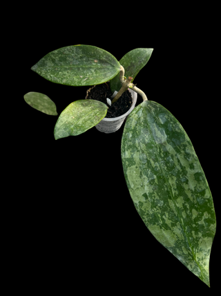Hoya sp. Rangsan