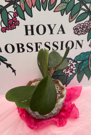 Hoya kerrii