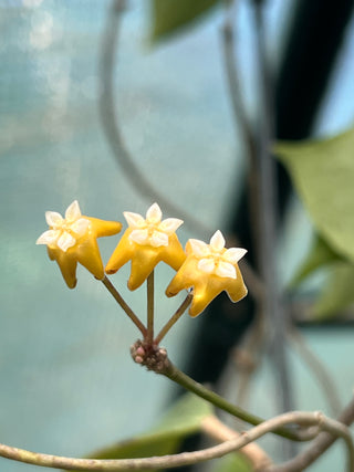 Hoya fischeriana