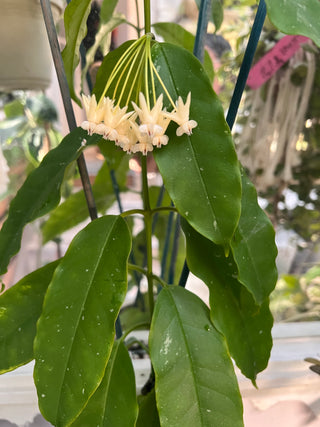 Hoya lockii- Cuttings