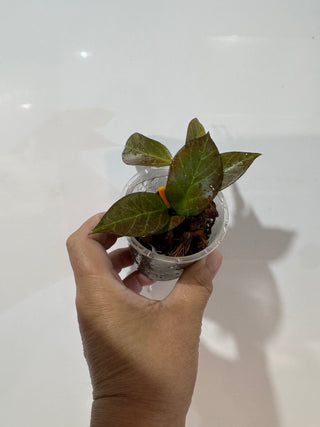 Hoya obscura