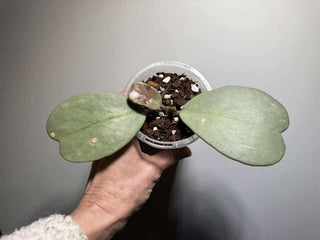 Hoya kerrii (Full Silver)