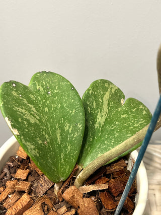 Hoya kerrii (High Splash)