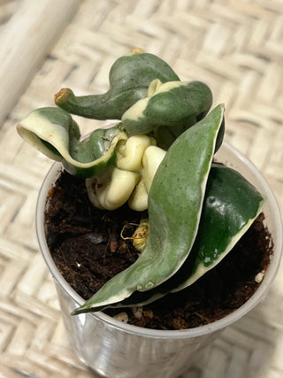 Hoya carnosa ssp. compacta  ‘Regalis’ (Outer  variegated Hindu rope)