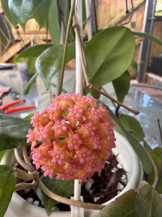 Bundle - Philippine Hoyas - Rare Hoyas