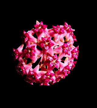 Hoya ‘Patricia’