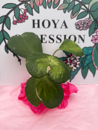 Hoya kerrii (Inner variegated)