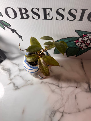 Hoya fitchii- Small Plant