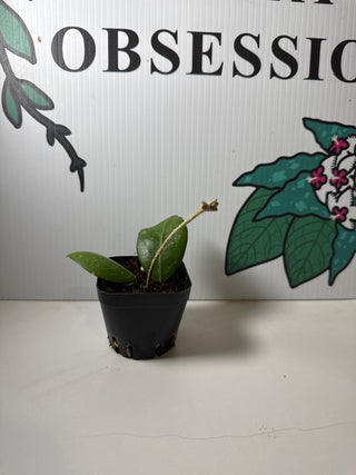 Hoya erythrostemma ‘Shocking Pink’ (Rare in NZ)