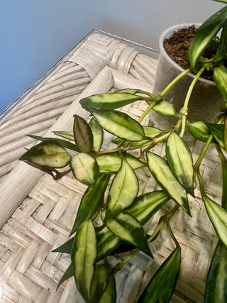 Hoya lacunosa (Inner variegated) Plant no 8