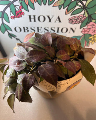 Hoya lacunosa (aff.-Hybrid) Full Plant
