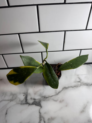 Variegated Hoya Bundle # 2