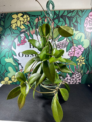 Hoya pubicalyx ‘Bright One’ - Full plant