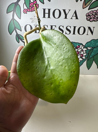 Hoya loyceandrewsiana