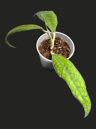 Hoya UT 073, Very Rare