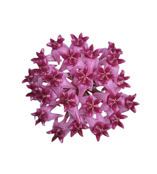 Hoya ‘Patricia’
