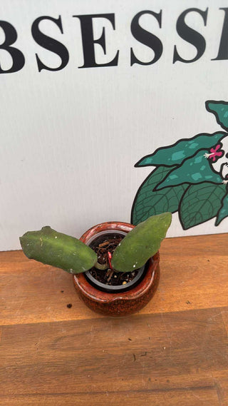 Hoya waymaniae Borneo, Rare