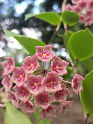 Hoya blashernaezii ssp. siariae
