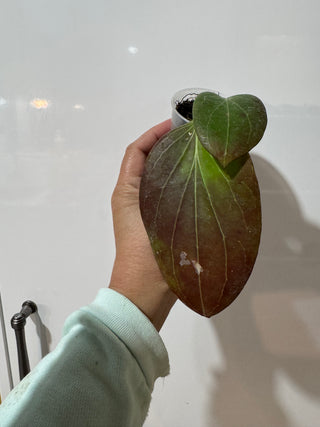 Hoya sp PNG SV432, Very Rare