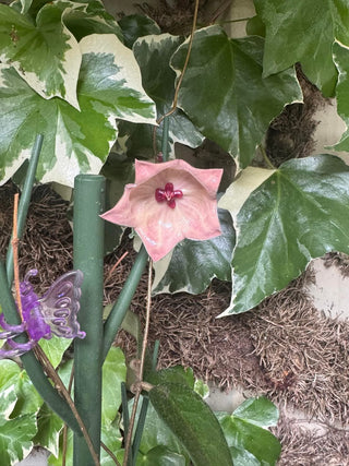 Hoya patella (Pink), Rare