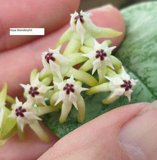 Hoya multiflora 'WonderPhil'