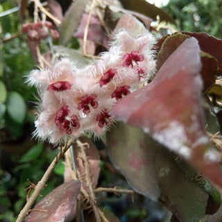 Hoya caudata Sumatra