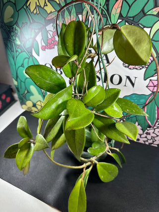 Hoya pubicalyx ‘Bright One’ - Full plant