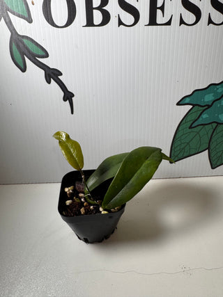 Hoya subcalva, Rare Hoya