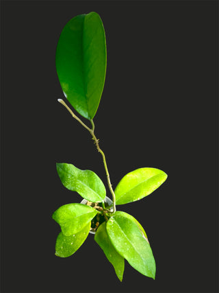 Hoya monetteae - Extremely Rare Hoya