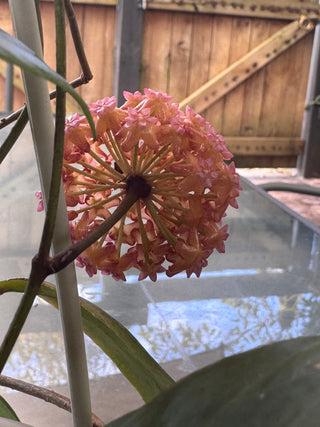 Hoya nicholsoniae 'Peach Bomb'