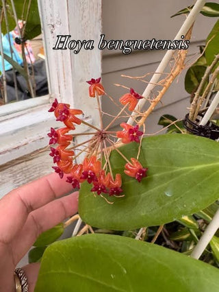 Hoya benguetensis