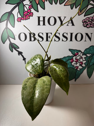 New Release - Hoya latifolia (Silver)