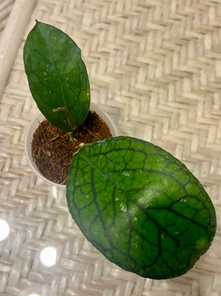 Hoya sp. Lampung , Very rare