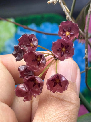 Hoya blashernaezii ssp. siariae (chimeric)