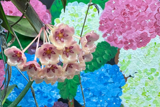 Hoya blashernaezii ssp. siariae (chimeric)