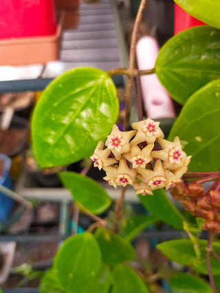 Hoya limoniaca