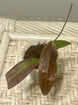 Hoya sp. Teneba, Very rare