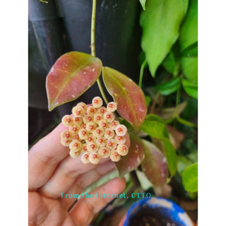 Hoya walliana