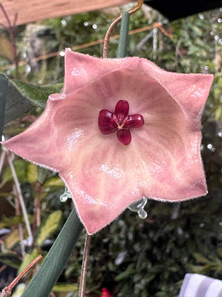 Hoya patella (Pink), Rare