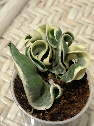 Hoya carnosa ssp. compacta  ‘Regalis’ (Outer  variegated Hindu rope)