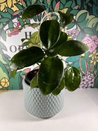 Hoya macrophylla - Hybrid (Full Plant)