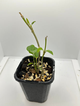 Very Rare Hoya irisae