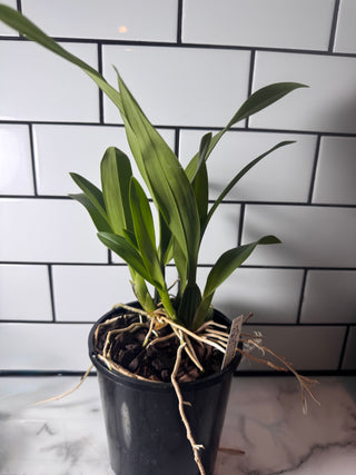 Brassia verrucosa