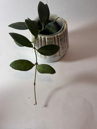 Hoya sp. aff. burtoniae