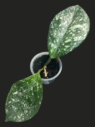Hoya carnosa ‘Snowball’ (High Splash)